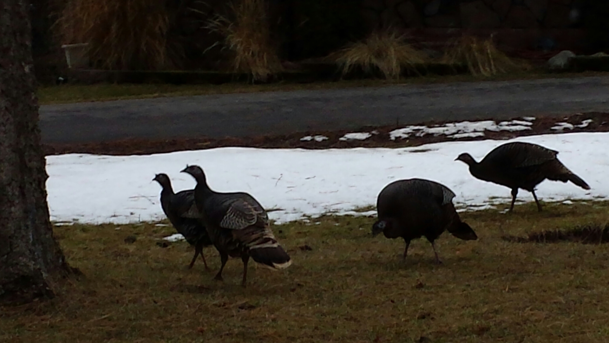 Wild turkeys